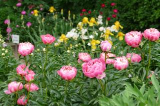 Blütenpracht im Mai - Es lohnt sich ein Besuch im Lorscher Pfingstrosengarten