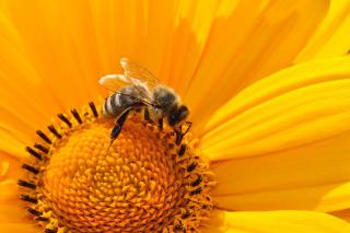 Summ, summ, summ : Die mittelalterliche Perspektive auf die Biene und ihre Bedeutung