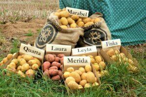 Odenwälder Kartoffelwochen