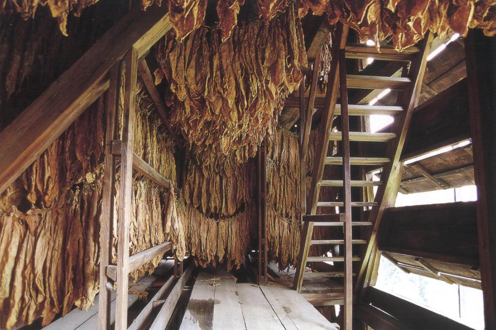 Tabakanbau in Lorsch soll Weltkulturerbe werden